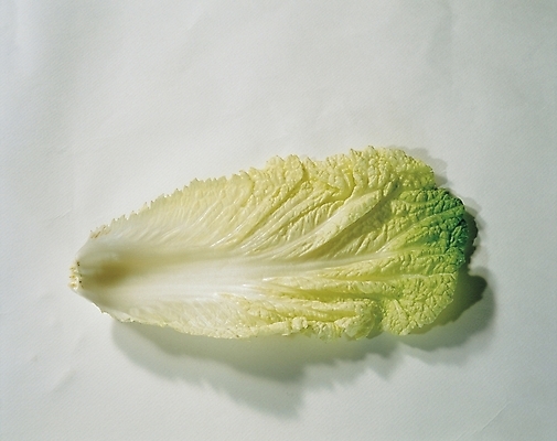 포토 JPG 채소 식재료 사람없음 농작물 배추 배추잎 국내포토 농업 파일형식