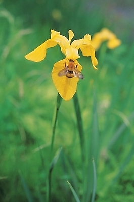 포토 JPG 식물 동물 꽃 줄기 곤충 백그라운드 잎 한송이 자연 생물 사람없음 들꽃 풀 벌 아이리스 붓꽃 국내포토 1 생태계 송이 파일형식