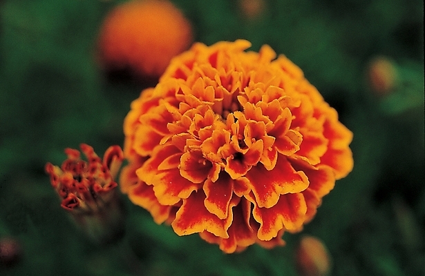 포토 JPG 식물 꽃 백그라운드 한송이 여름꽃 자연 생물 근접촬영 사람없음 들꽃 금잔화 국내포토 1 뷰포인트 생태계 송이 파일형식 여름_계절