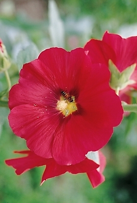 포토 JPG 식물 꽃 백그라운드 한송이 여름꽃 자연 생물 사람없음 들꽃 접시꽃 국내포토 1 생태계 송이 파일형식 여름_계절