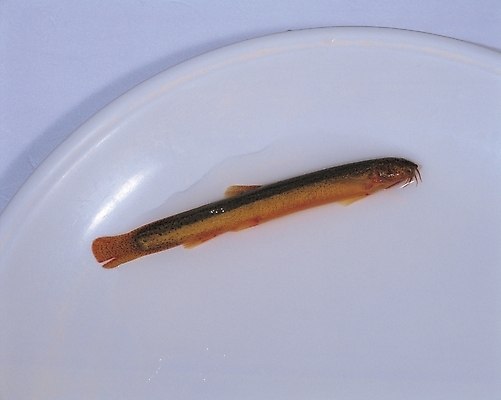 포토 JPG 그릇 접시 어류 사람없음 흰배경 미꾸라지 국내포토 식기 백그라운드 수중동물 흰색 파일형식