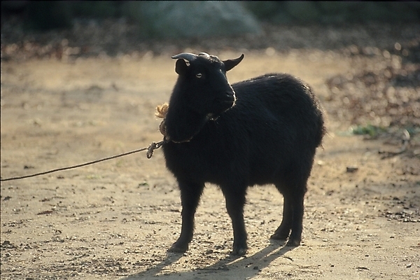 포토 JPG 주간 동물 척추동물 한마리 육지동물 포유류 자연 염소 생물 사람없음 야외 가축 흑염소 국내포토 자연요소 1 생태계 파일형식