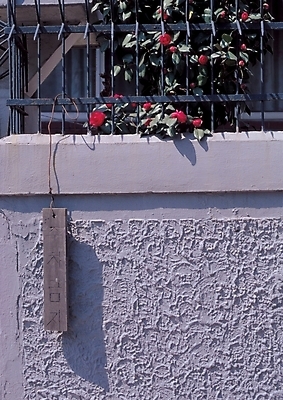 포토 JPG 주간 식물 시설물 현대건축 건축 꽃 벽 백그라운드 잎 자연 사람없음 야외 담장 장미 건축부분 명패 국내포토 자연요소 건축물 생태계 파일형식