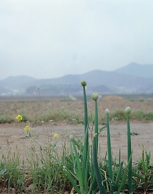 포토 JPG 주간 식물 꽃 백그라운드 채소 식재료 자연 생물 씨앗 풍경 사람없음 야외 농작물 풀 파 파꽃 국내포토 자연요소 농업 생태계 파일형식