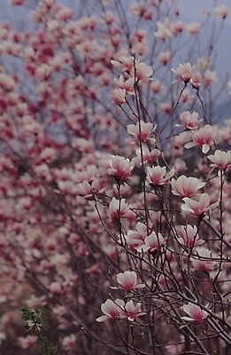 포토 JPG 나무 식물 꽃 여러송이 백그라운드 봄꽃 자연 생물 풍경 사람없음 야외 나뭇가지 목련 목련나무 복사꽃 국내포토 다수 봄 생태계 파일형식