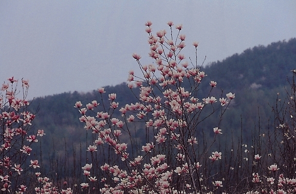 포토 JPG 주간 나무 식물 꽃 여러송이 백그라운드 자연 생물 산 풍경 사람없음 야외 목련 목련나무 국내포토 자연요소 다수 생태계 파일형식