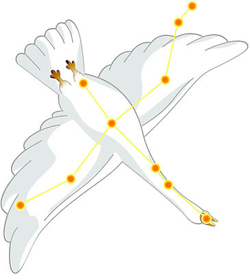 EPS 클립아트 동물 척추동물 일러스트 조류 사람없음 별자리 백조 점성술 백조자리 국내일러스트 파일형식 벡터