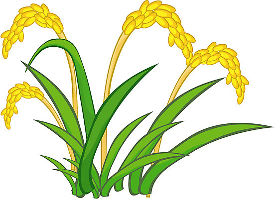 EPS 식물 사계절 계절 일러스트 자연 사람없음 농사 추수 벼 쌀 가을 추분 국내일러스트 농업 곡류 절기 생태계 파일형식 벡터