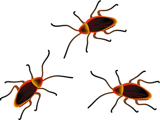 EPS 클립아트 동물 곤충 절지류 일러스트 사람없음 벌레 바퀴벌레 국내일러스트 파일형식 벡터