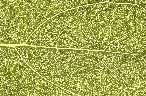 포토 JPG 식물 잎 자연 근접촬영 사람없음 야외 초록색 하이앵글 잎맥 상록수 잎줄기 국내포토 뷰포인트 줄기 컬러 생태계 파일형식