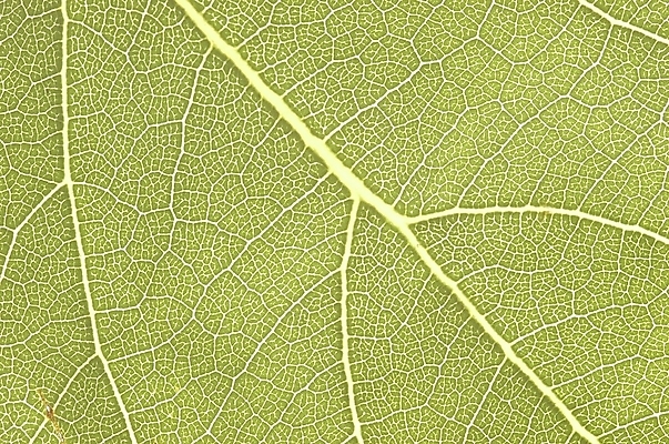 포토 JPG 주간 식물 줄기 잎 자연 근접촬영 사람없음 야외 초록색 하이앵글 잎맥 상록수 국내포토 자연요소 뷰포인트 컬러 생태계 파일형식