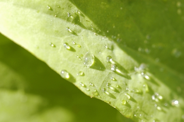 포토 JPG 주간 식물 잎 자연 근접촬영 사람없음 야외 초록색 물방울 이슬 상록수 국내포토 자연요소 뷰포인트 컬러 생태계 파일형식