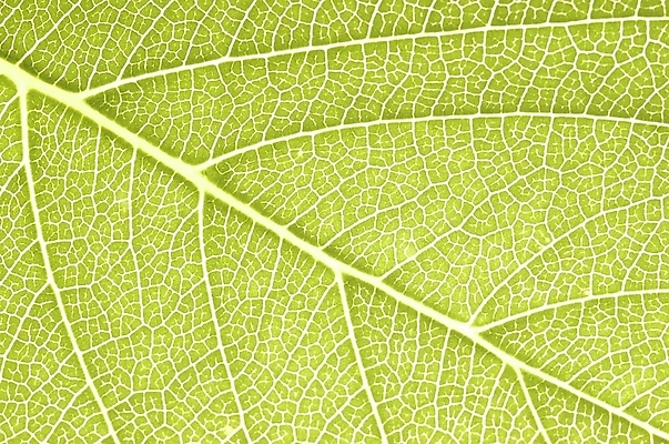 포토 JPG 주간 식물 잎 자연 나뭇잎 근접촬영 사람없음 야외 초록색 하이앵글 상록수 국내포토 자연요소 뷰포인트 컬러 생태계 파일형식