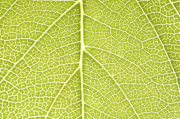 포토 JPG 주간 식물 잎 자연 나뭇잎 근접촬영 사람없음 야외 초록색 하이앵글 상록수 국내포토 자연요소 뷰포인트 컬러 생태계 파일형식