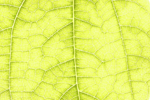 포토 JPG 주간 식물 잎 자연 나뭇잎 근접촬영 사람없음 야외 초록색 하이앵글 상록수 국내포토 자연요소 뷰포인트 컬러 생태계 파일형식