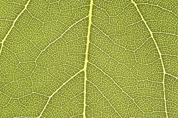 포토 JPG 주간 식물 잎 자연 나뭇잎 근접촬영 사람없음 야외 초록색 하이앵글 상록수 국내포토 자연요소 뷰포인트 컬러 생태계 파일형식