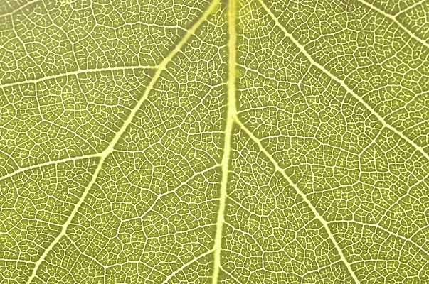 포토 JPG 주간 식물 잎 자연 나뭇잎 근접촬영 사람없음 야외 초록색 하이앵글 상록수 국내포토 자연요소 뷰포인트 컬러 생태계 파일형식