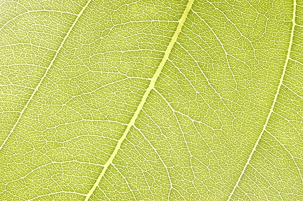 포토 JPG 주간 식물 잎 자연 나뭇잎 근접촬영 사람없음 야외 초록색 하이앵글 상록수 국내포토 자연요소 뷰포인트 컬러 생태계 파일형식