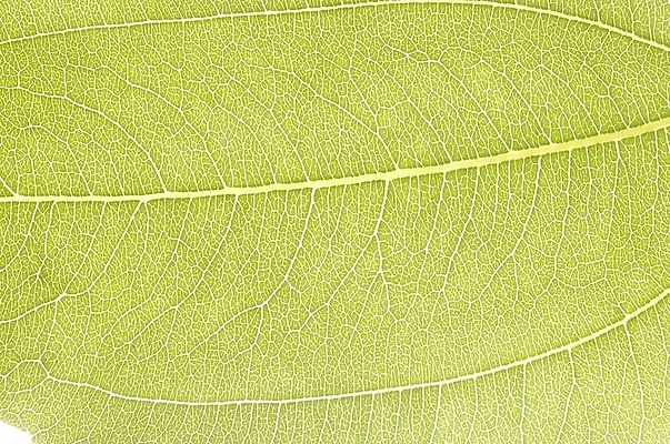 포토 JPG 주간 식물 잎 자연 나뭇잎 근접촬영 사람없음 야외 초록색 하이앵글 상록수 국내포토 자연요소 뷰포인트 컬러 생태계 파일형식