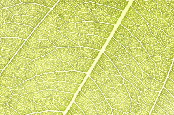 포토 JPG 주간 식물 잎 자연 나뭇잎 근접촬영 사람없음 야외 초록색 하이앵글 상록수 국내포토 자연요소 뷰포인트 컬러 생태계 파일형식