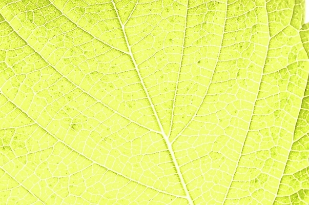 포토 JPG 주간 식물 잎 자연 나뭇잎 근접촬영 사람없음 야외 초록색 하이앵글 상록수 국내포토 자연요소 뷰포인트 컬러 생태계 파일형식