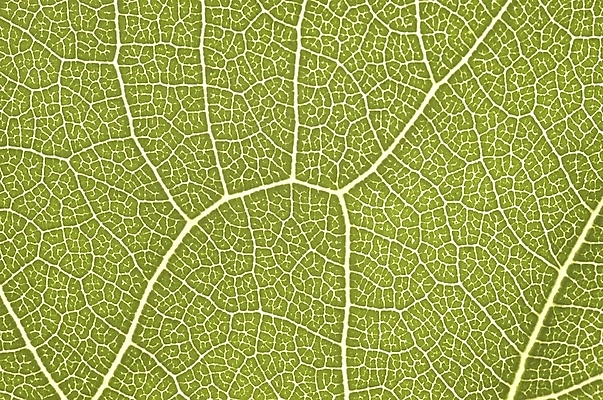 포토 JPG 주간 식물 잎 자연 나뭇잎 근접촬영 사람없음 야외 초록색 하이앵글 상록수 국내포토 자연요소 뷰포인트 컬러 생태계 파일형식