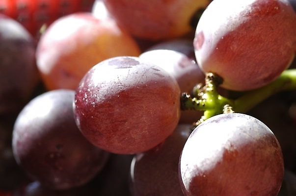 포토 JPG 주간 식물 백그라운드 과일 포도 근접촬영 사람없음 야외 농작물 하이앵글 거봉 국내포토 자연요소 뷰포인트 농업 파일형식