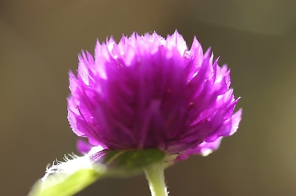 포토 JPG 식물 꽃 한송이 근접촬영 사람없음 야외 보라색 들꽃 엉겅퀴 국내포토 1 뷰포인트 컬러 송이 파일형식
