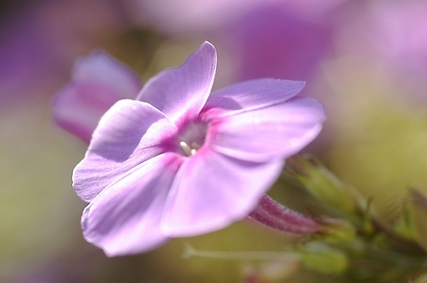 포토 JPG 주간 식물 계절 꽃 한송이 봄꽃 자연 근접촬영 사람없음 야외 아웃포커스 하이앵글 보라색 봄 들꽃 꽃잔디 지면패랭이꽃 국내포토 자연요소 1 뷰포인트 컬러 촬영기법 생태계 송이 패랭이꽃 파일형식