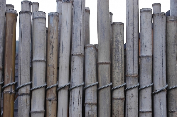 포토 JPG 주간 나무 식물 건조 근접촬영 사람없음 야외 대나무 대 국내포토 자연요소 뷰포인트 파일형식