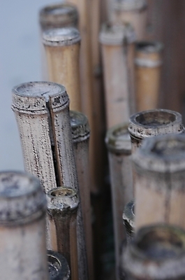 포토 JPG 주간 나무 식물 건조 근접촬영 사람없음 야외 하이앵글 대나무 대 국내포토 자연요소 뷰포인트 파일형식