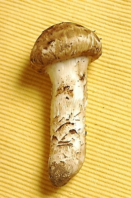 포토 JPG 스튜디오촬영 식물 웰빙 음식 한송이 식재료 실내 근접촬영 사람없음 농작물 하이앵글 한개 버섯 유기농 식용버섯 송이버섯 국내포토 1 뷰포인트 농업 내부 송이 파일형식