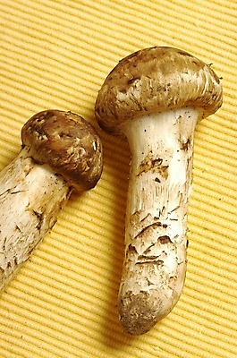 포토 JPG 스튜디오촬영 식물 웰빙 음식 식재료 실내 근접촬영 사람없음 농작물 하이앵글 버섯 두개 두송이 유기농 식용버섯 송이버섯 국내포토 뷰포인트 2 농업 내부 파일형식