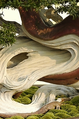 포토 JPG 주간 나무 식물 곡선 근접촬영 사람없음 야외 빛 햇빛 향 분재 왜곡 국내포토 자연요소 선 뷰포인트 태양 파일형식