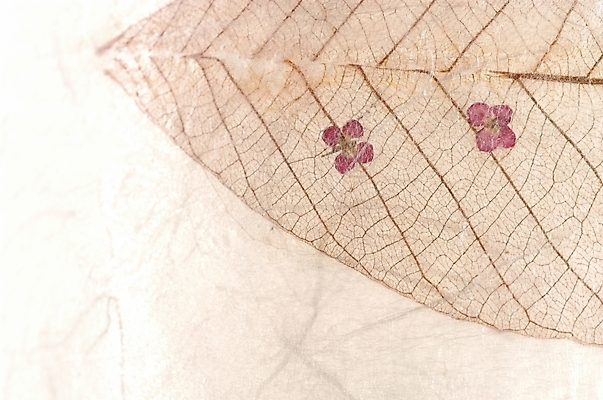 포토 JPG 모양 식물 줄기 백그라운드 낙엽 무늬 자연 나뭇잎 사람없음 가을 추억 한지 입추 국내포토 계절 종이 컨셉 잎 절기 생태계 파일형식