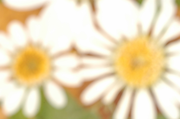 포토 JPG 식물 꽃 줄기 백그라운드 잎 자연 가을꽃 사람없음 두개 흰색 한지 부드러움 구절초 국내포토 종이 컬러 2 감각 생태계 파일형식 가을_계절