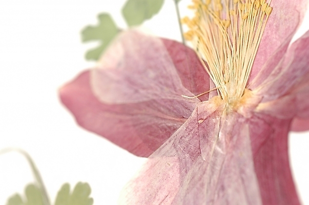 포토 JPG 식물 꽃 줄기 백그라운드 잎 한송이 자연 사람없음 보라색 꽃술_꽃 한지 암술 국내포토 1 종이 컬러 생태계 송이 파일형식