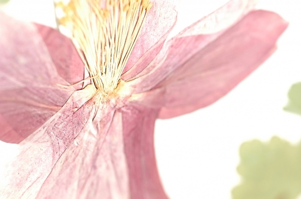 포토 JPG 식물 꽃 줄기 백그라운드 잎 한송이 자연 사람없음 보라색 꽃술_꽃 한지 암술 국내포토 1 종이 컬러 생태계 송이 파일형식