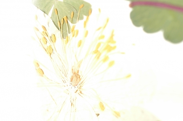 포토 JPG 식물 꽃 백그라운드 잎 사람없음 흰색 꽃술_꽃 한지 그림 암술 국내포토 종이 컬러 파일형식