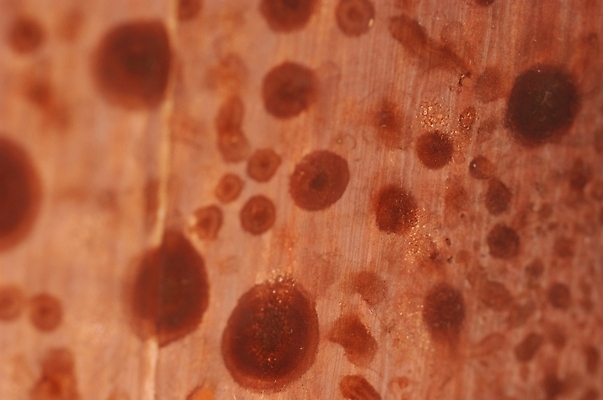 포토 JPG 나무 백그라운드 무늬 패턴 표면 사람없음 점박이 국내포토 식물 파일형식