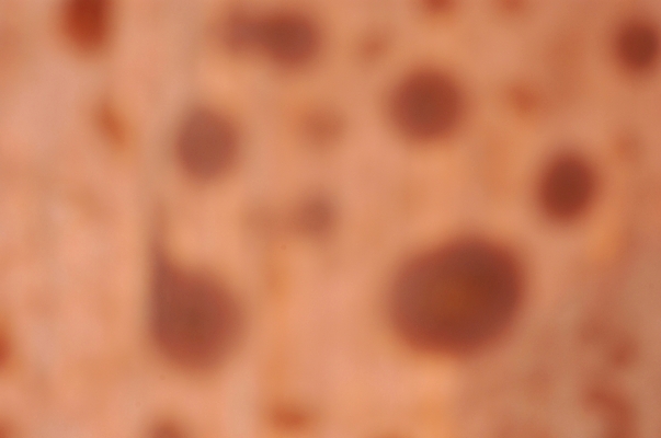 포토 JPG 나무 백그라운드 무늬 패턴 표면 사람없음 점박이 국내포토 식물 파일형식