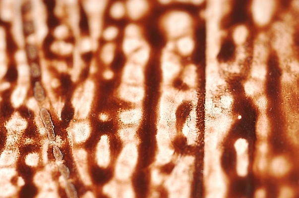 포토 JPG 백그라운드 무늬 패턴 표면 사람없음 얼룩무늬 국내포토 파일형식