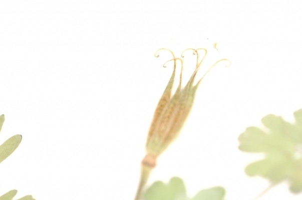 포토 JPG 스튜디오촬영 식물 꽃 잎 자연 사람없음 흰색 꽃봉오리 봉오리 국내포토 컬러 실내 생태계 파일형식