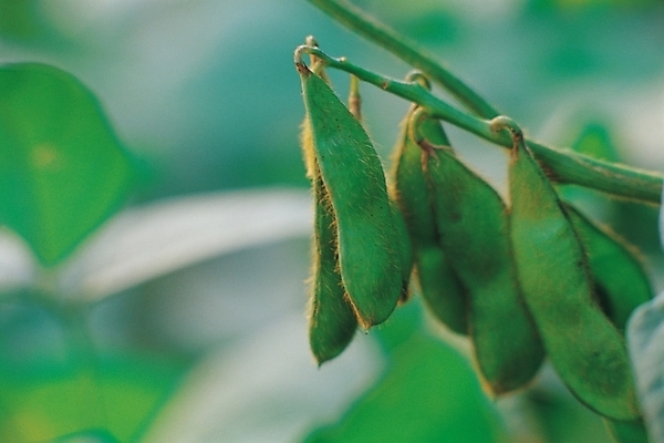 포토 JPG 주간 식물 음식 식재료 콩 곡류 사람없음 야외 농작물 콩깍지 꼬투리 국내포토 자연요소 농업 파일형식