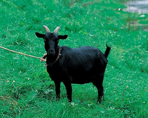 포토 JPG 주간 식물 동물 척추동물 육지동물 포유류 염소 초원 사람없음 야외 가축 목초지 방목 흑염소 국내포토 자연요소 목장 축산업 파일형식 초원_자연