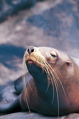 포토 JPG 주간 동물 척추동물 한마리 야생동물 포유류 사람없음 야외 바다동물 물개 바다사자 국내포토 자연요소 1 바다 수중동물 파일형식