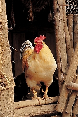 포토 JPG 주간 동물 척추동물 한마리 조류 사람없음 야외 가축 닭 수탉 닭장 국내포토 자연요소 1 수컷 파일형식