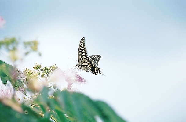 포토 JPG 식물 동물 꽃 나비 곤충 백그라운드 잎 절지류 자연 사람없음 호랑나비 국내포토 생태계 파일형식