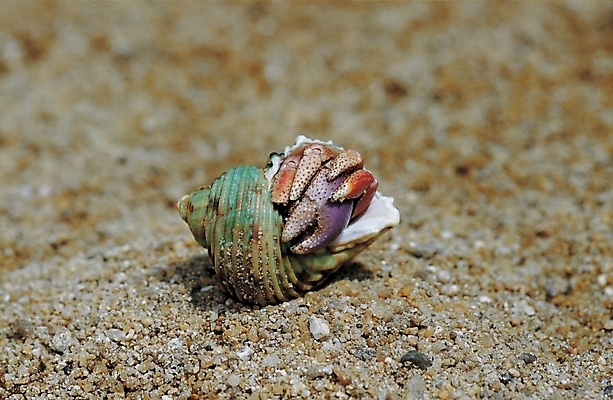 포토 JPG 주간 동물 모래 절지류 자연 집게 갑각류 사람없음 야외 모래사장 바다동물 게 소라게 국내포토 자연요소 바다 수중동물 생태계 파일형식