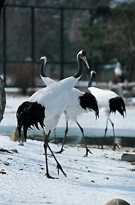 포토 JPG 주간 동물 척추동물 사계절 계절 겨울 자연 조류 세마리 사람없음 야외 학 눈 천연기념물 국내포토 자연요소 날씨 3 생태계 파일형식